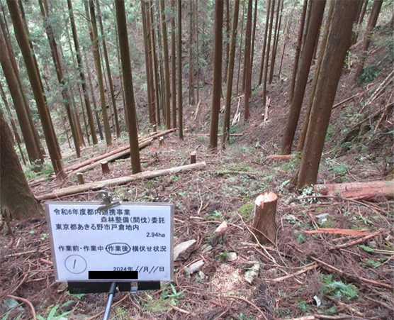間伐後の森林