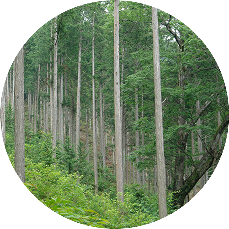 多摩の森